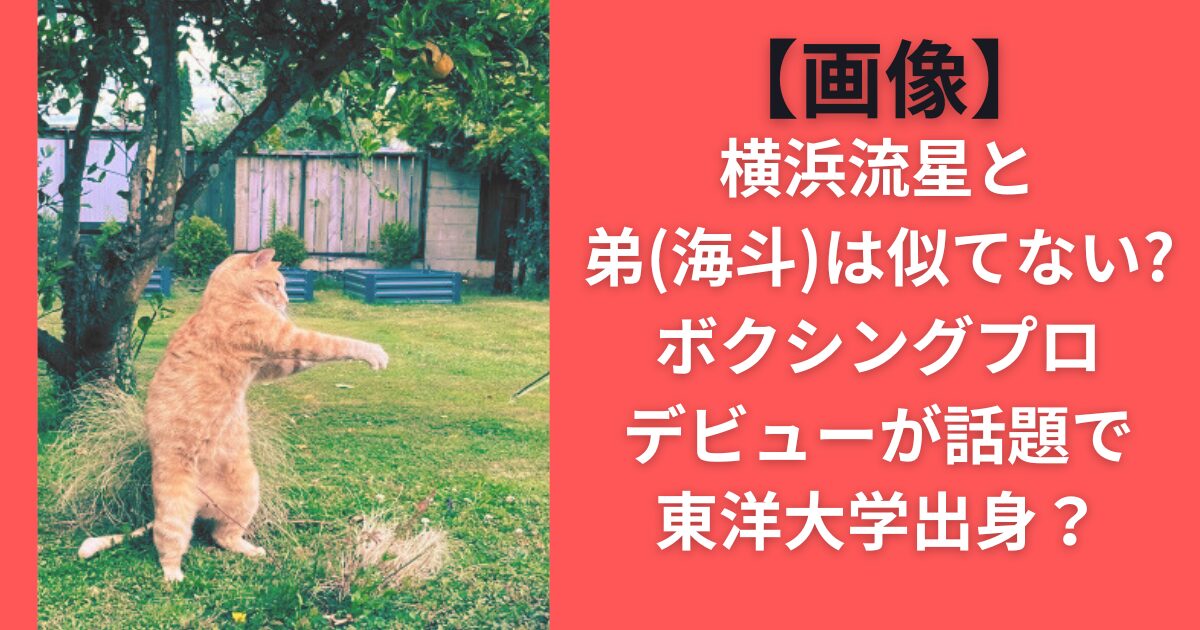 【画像】横浜流星と弟(海斗)は似てない？ボクシングプロデビューが話題で東洋大学出身？