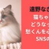 遠野なぎこの猫ちゃんはどうなった？愁くんを心配するSNSの声