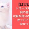 【ばけばけ】トミーバストウの目の色は？左目が白いのはなぜ？オッドアイではなかった！