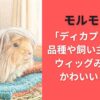 モルモット｢ディカプリオ｣の品種や飼い主は何者?ウィッグみたいでかわいいと話題