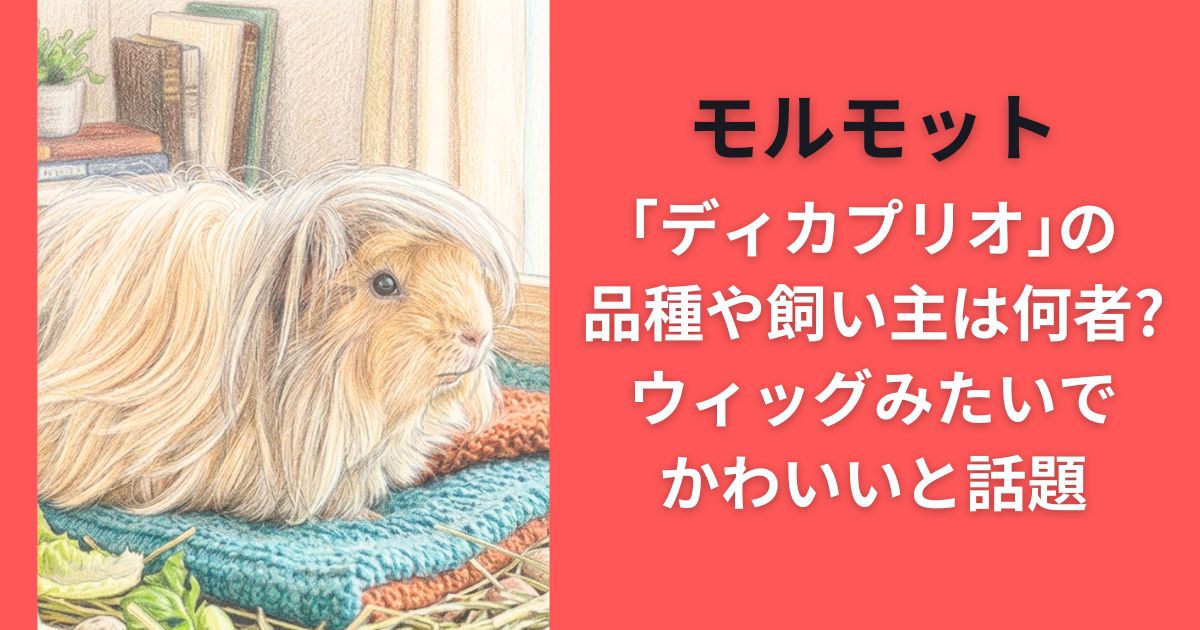 モルモット｢ディカプリオ｣の品種や飼い主は何者?ウィッグみたいでかわいいと話題
