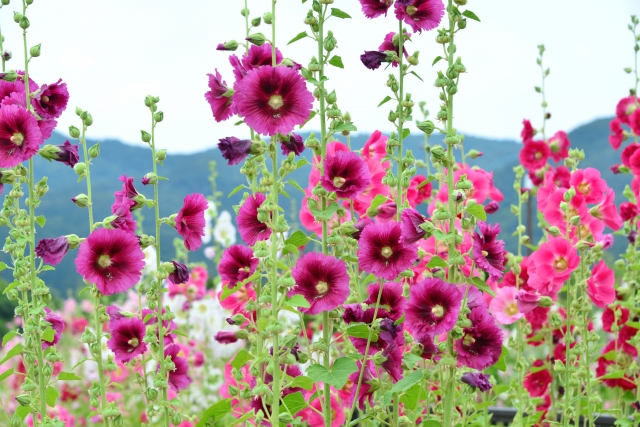タチアオイの花