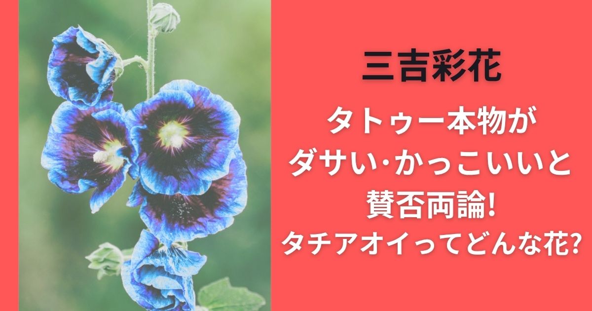 三吉彩花タトゥー本物がダサい･かっこいいと賛否両論!タチアオイってどんな花?
